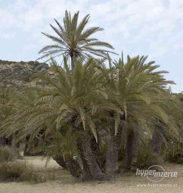 Palma Phoenix theophrasti - naklíčená semena