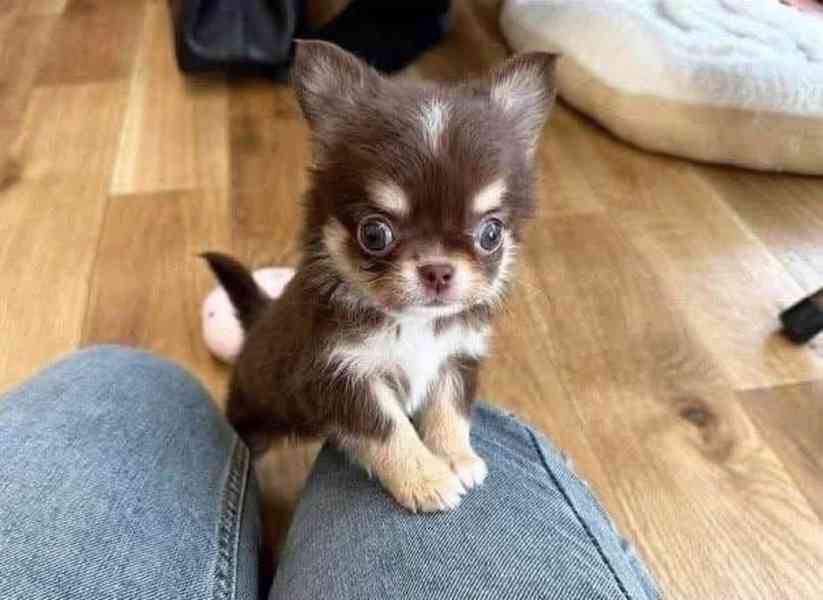 Štěňata čivavy - foto 2