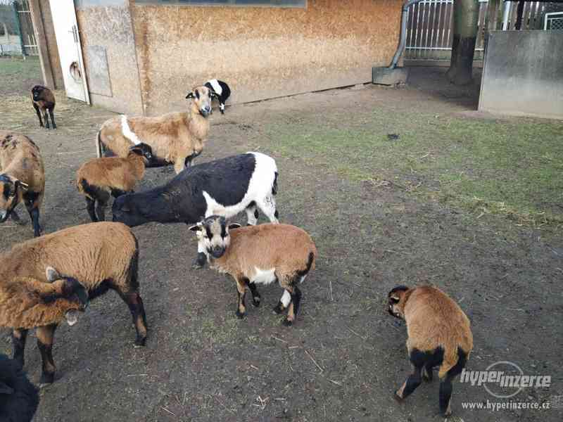 Kamerunská ovce - foto 19