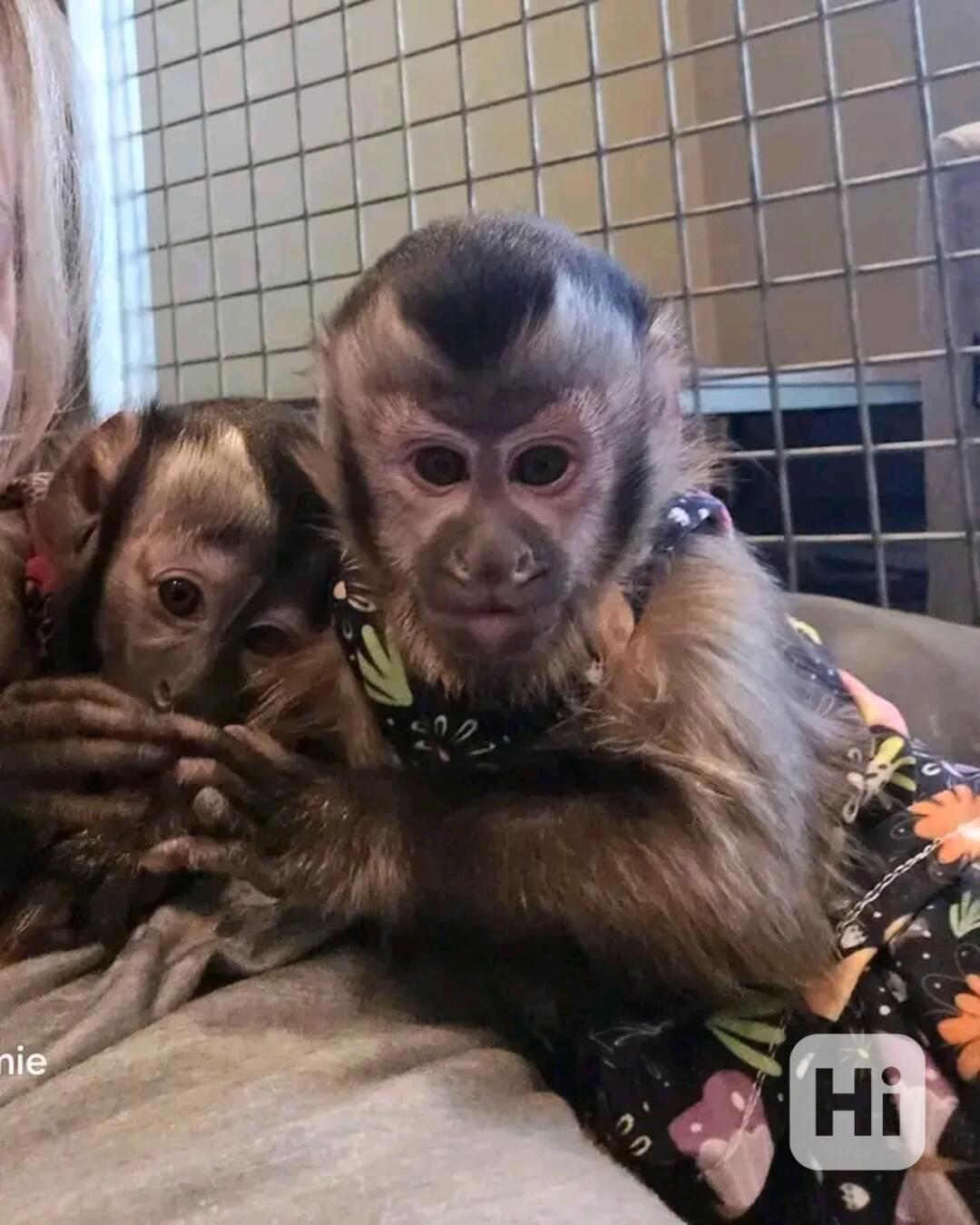  Klidné a roztomilé kapucínské opice  - foto 1