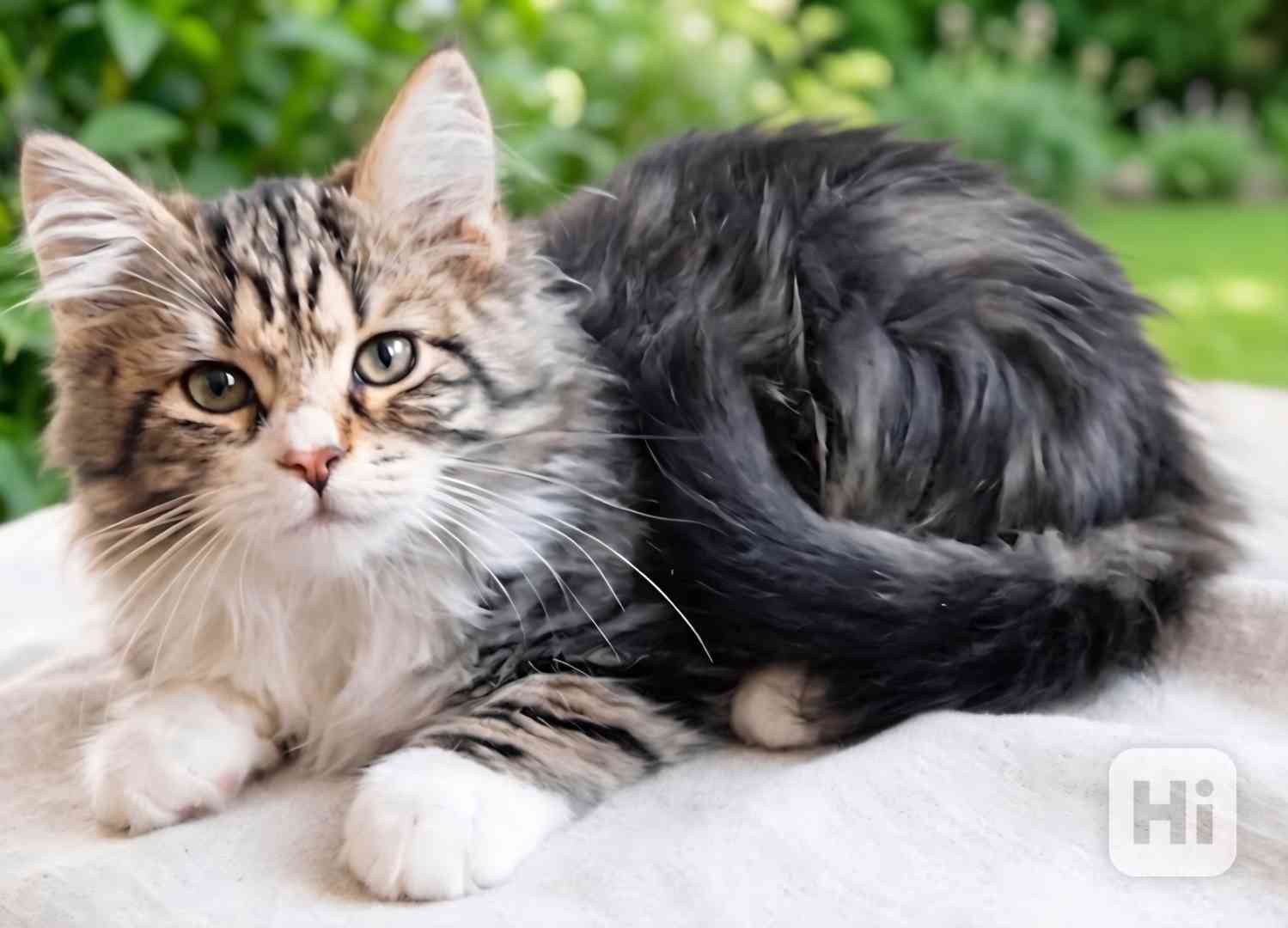 Sibiřský kocourek s průkazem původu  - foto 1