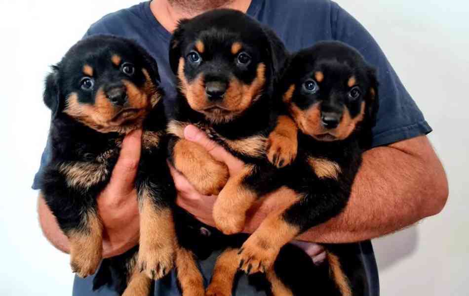 Potvrzená registrovaná štěňata Chunky Rottweiler - bazar - Hyperinzerce.cz