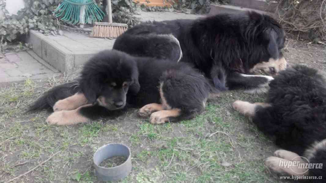 Tibetská doga - štěně Akim s PP - zrušená rezervace - foto 3