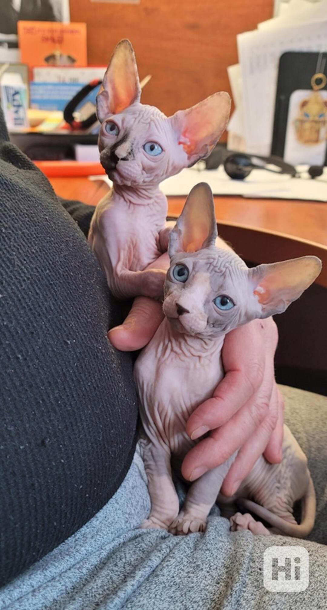 koťata sphynxů koťata k adopci - foto 1