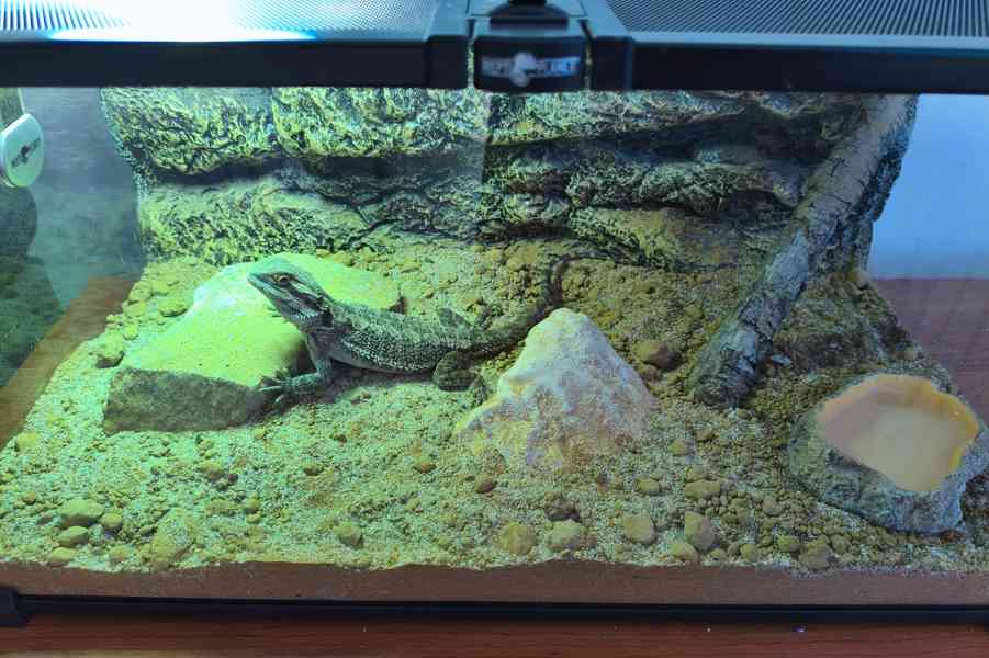 Terárium Repti Planet skl 50,5x30,5x25cm (starovací sada) - foto 2