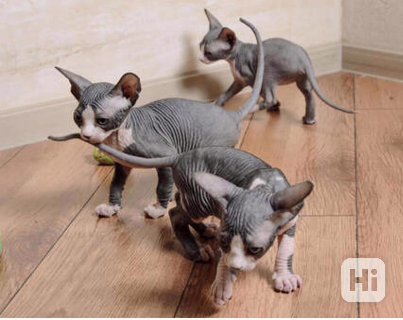 Krásná koťata sphynxů - foto 1