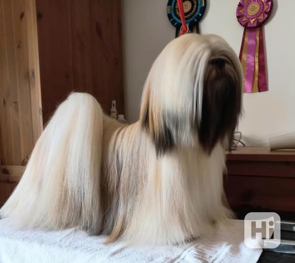 LHASA APSO ŠTĚŇATA S PP (FCI) 2025-26 - foto 1