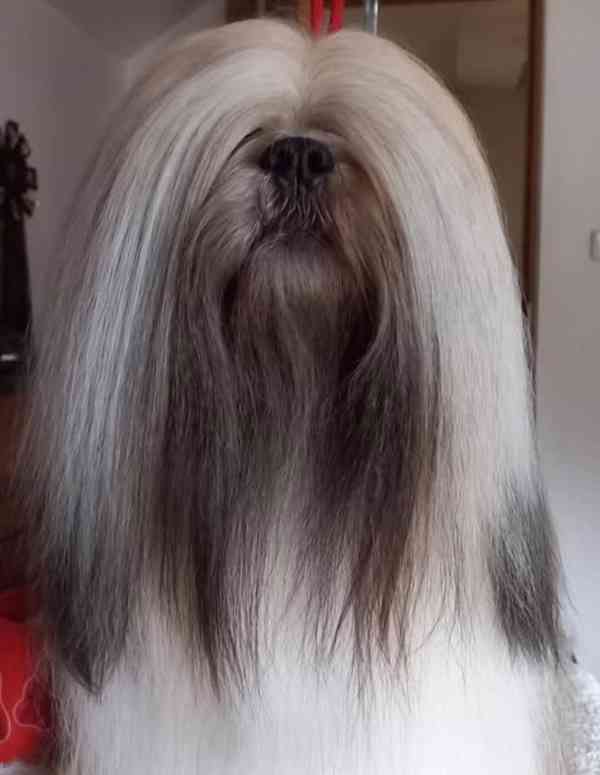 LHASA APSO ŠTĚŇATA S PP (FCI) 2025-26 - foto 3