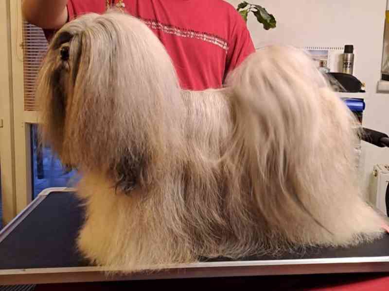 LHASA APSO ŠTĚŇATA S PP (FCI) 2025-26 - foto 2
