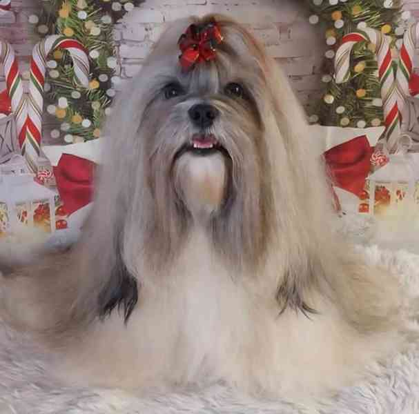 LHASA APSO ŠTĚŇATA S PP (FCI) 2025-26 - foto 4