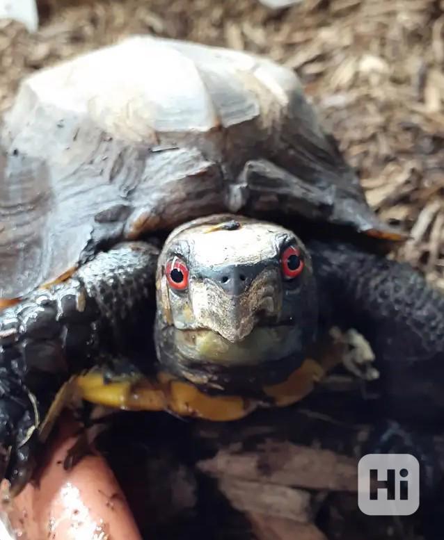 Želvy kýlovité - foto 1