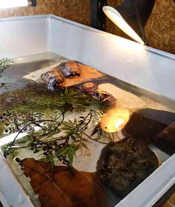 Želvy kýlovité - foto 4