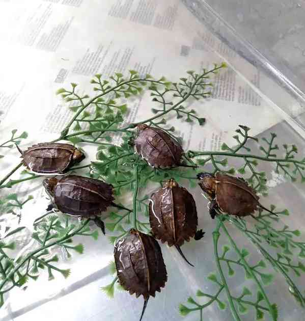 Želvy kýlovité - foto 3