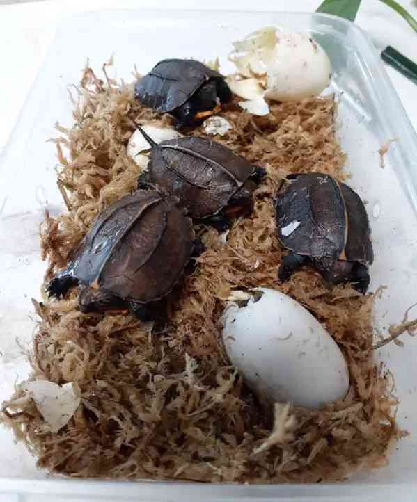 Želvy kýlovité - foto 2