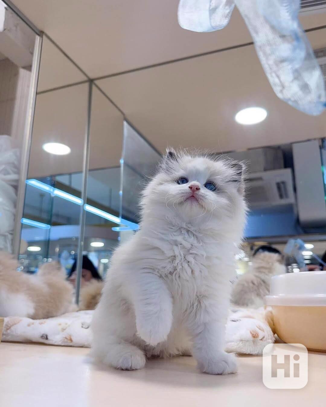 Koťata americké krátkosrsté ovce k adopci - foto 1