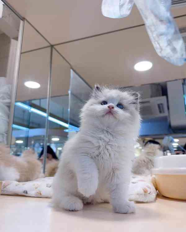 Koťata americké krátkosrsté ovce k adopci - foto 1