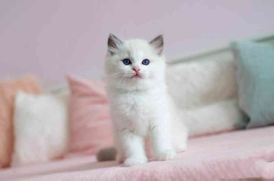 Sibiřská koťátka - foto 1