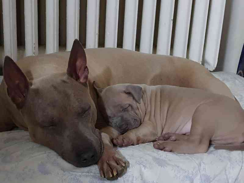 THAJSKÝ RIDGEBACK – fena isabell s PP - foto 12