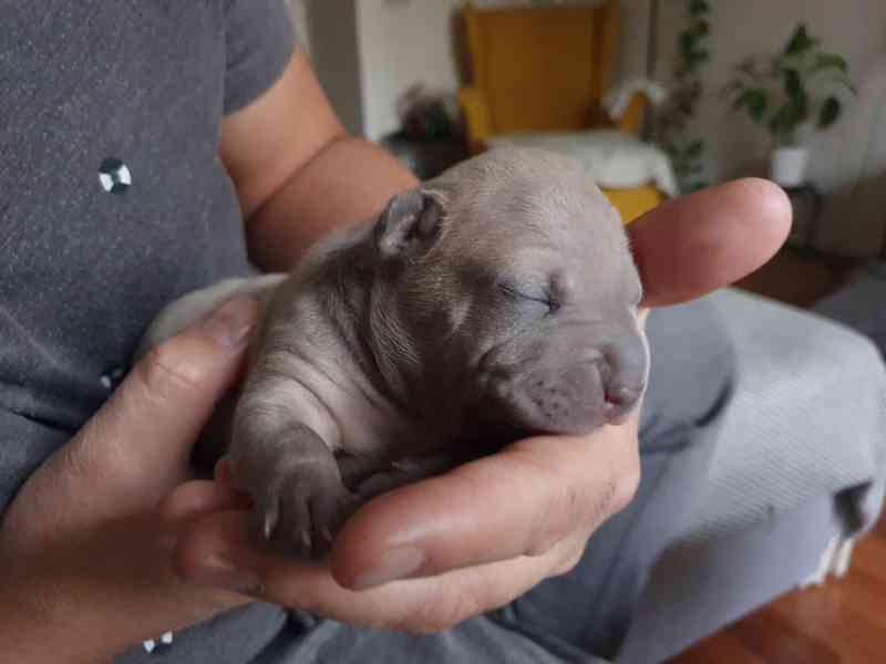 THAJSKÝ RIDGEBACK – fena isabell s PP - foto 11
