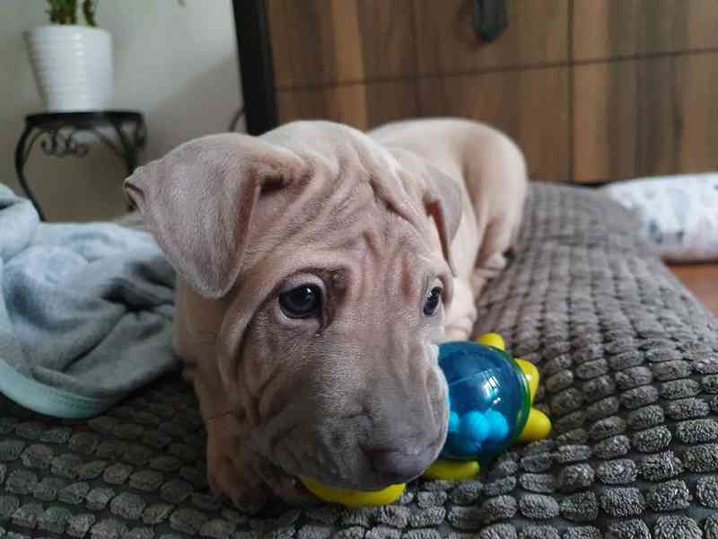 THAJSKÝ RIDGEBACK – fena isabell s PP - foto 2