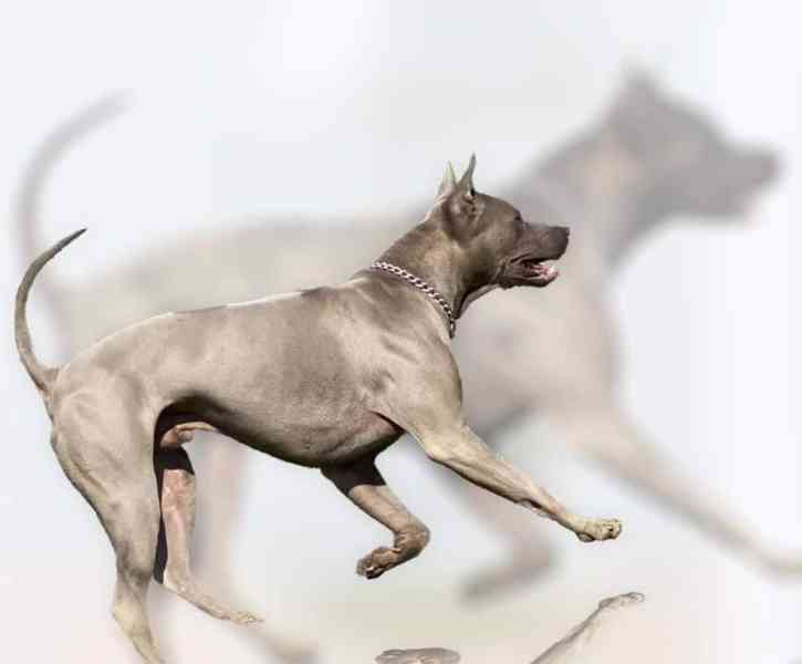 THAJSKÝ RIDGEBACK – fena isabell s PP - foto 6