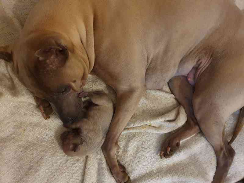 THAJSKÝ RIDGEBACK – fena isabell s PP - foto 8