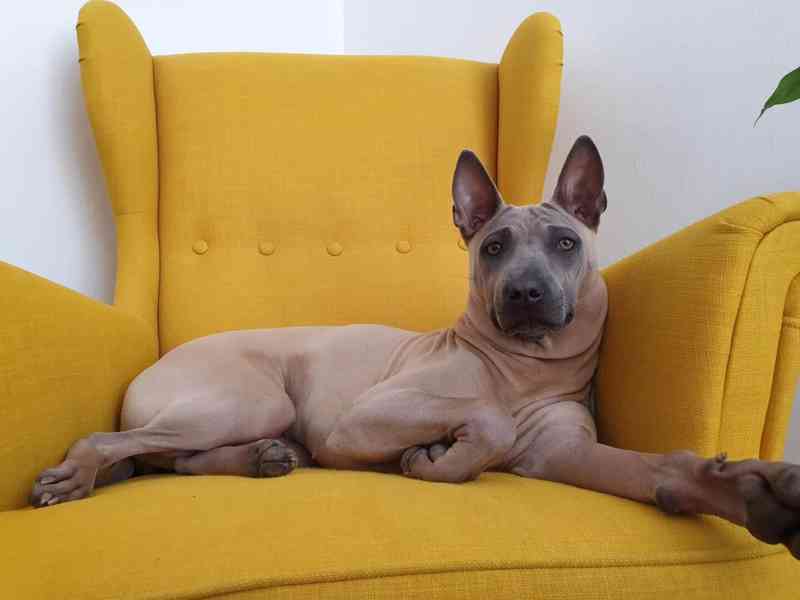 THAJSKÝ RIDGEBACK – fena isabell s PP - foto 5