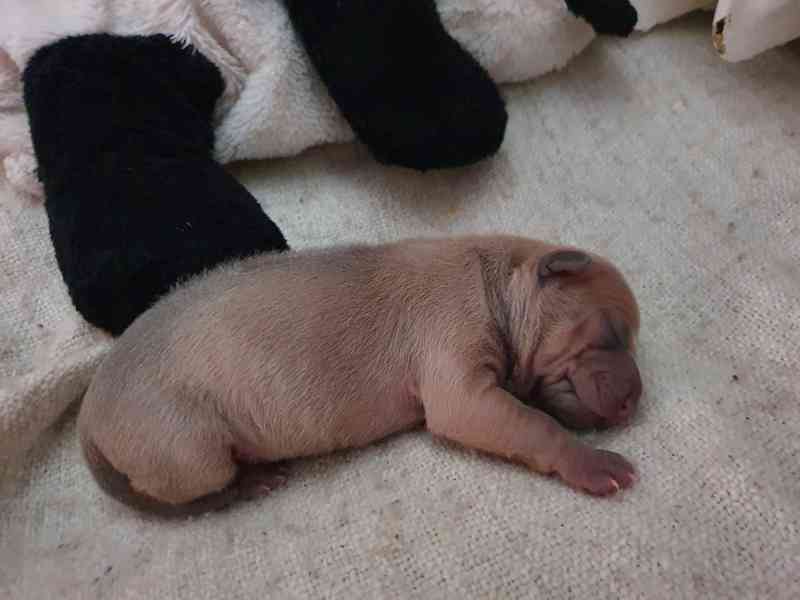 THAJSKÝ RIDGEBACK – fena isabell s PP - foto 9