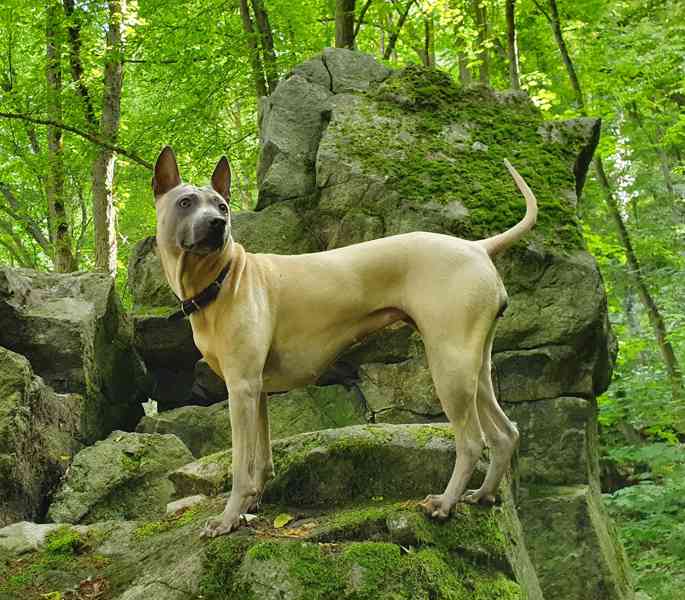 THAJSKÝ RIDGEBACK – fena isabell s PP - foto 3