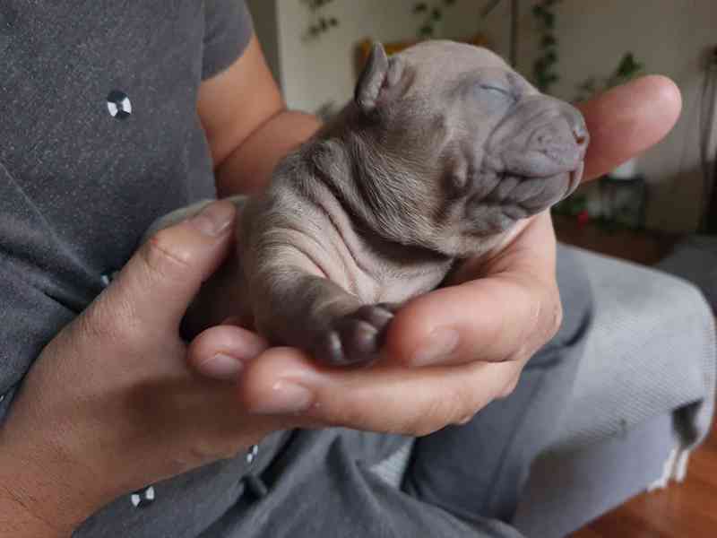 THAJSKÝ RIDGEBACK – fena isabell s PP - foto 10