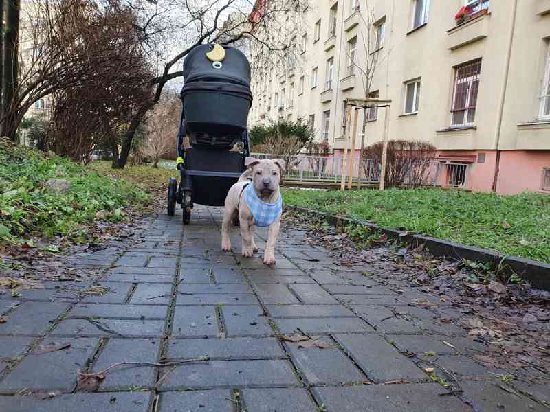 THAJSKÝ RIDGEBACK – fena isabell s PP - foto 17