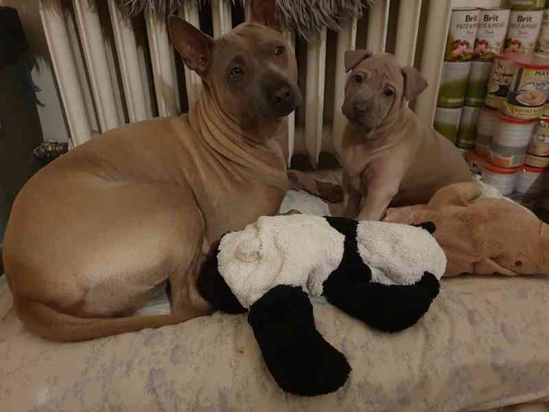 THAJSKÝ RIDGEBACK – fena isabell s PP - foto 15
