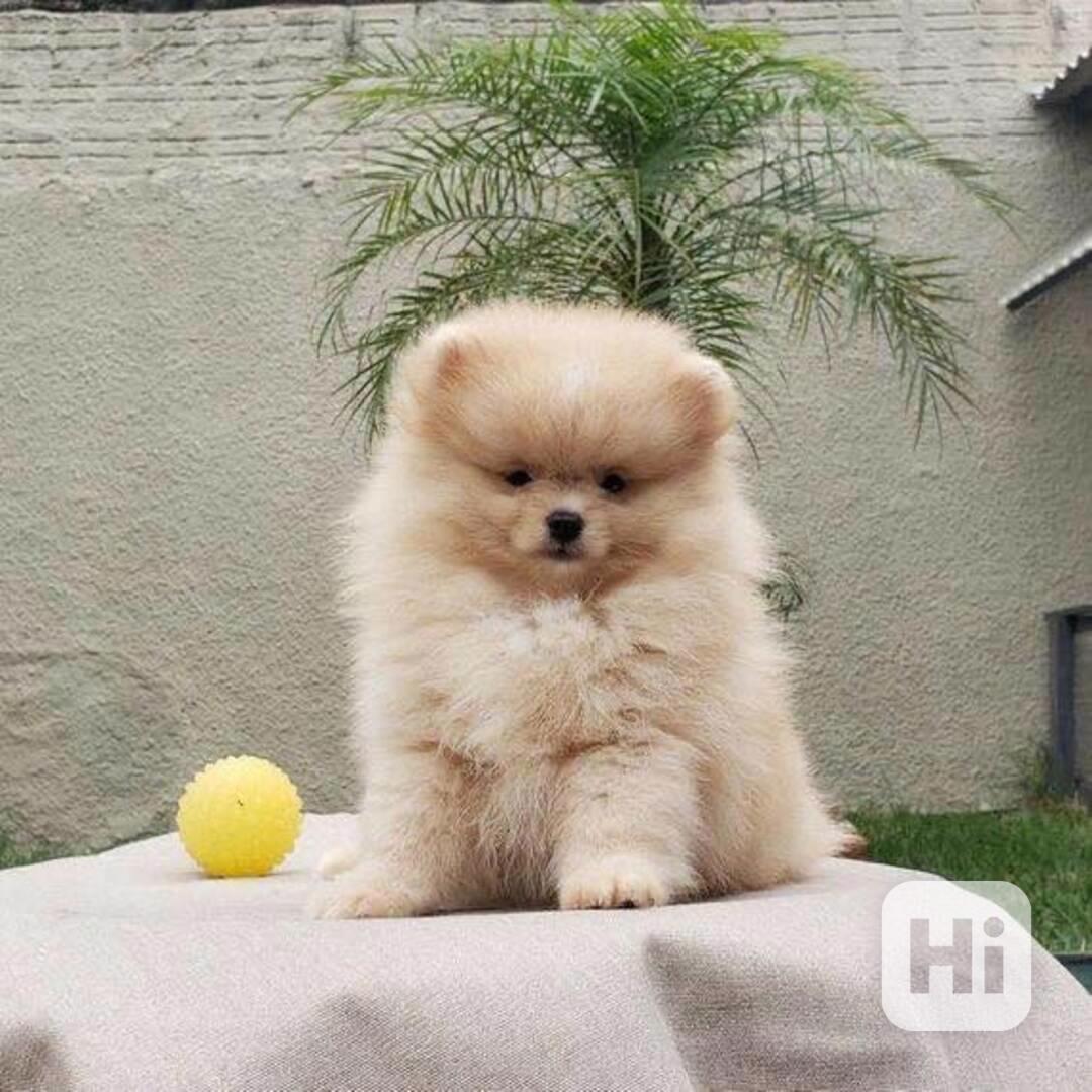 Nabízíme pomeraniana - foto 1