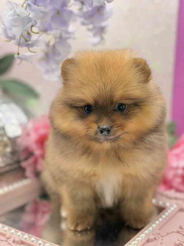 Nabízíme pomeraniana - foto 5