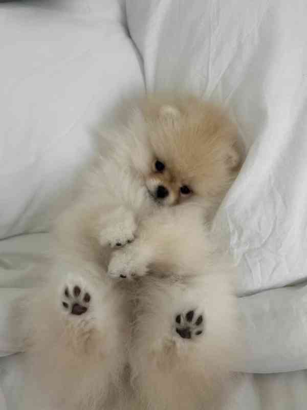 Nabízíme pomeraniana - foto 3