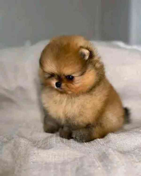 Nabízíme pomeraniana - foto 4