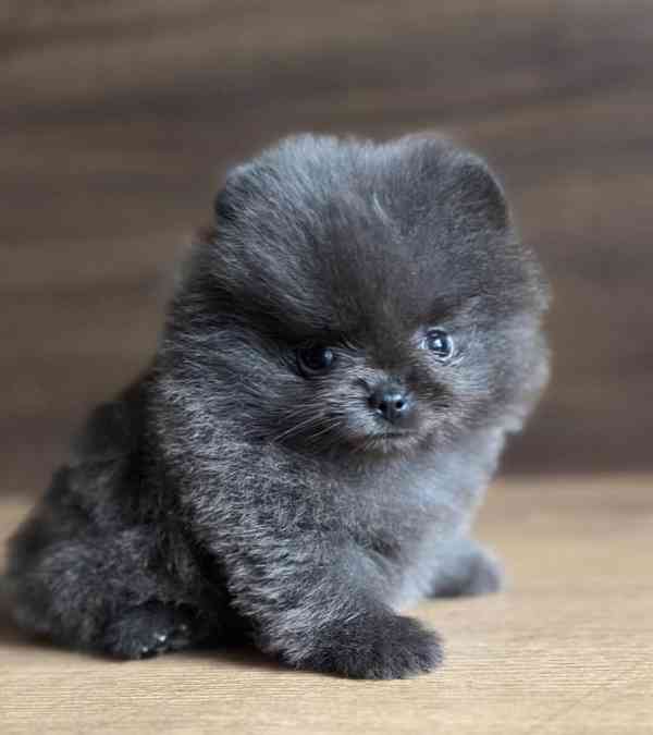 Nabízíme pomeraniana - foto 2
