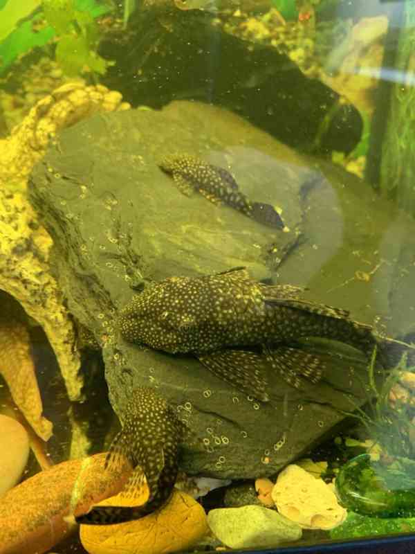 Ancistrus Krunýřovec - foto 4