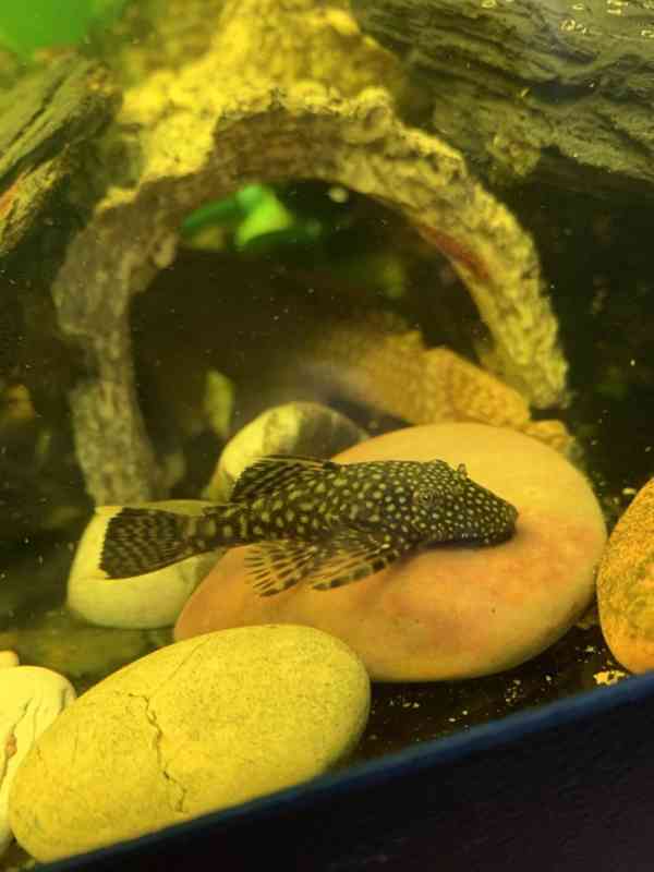 Ancistrus Krunýřovec - foto 3