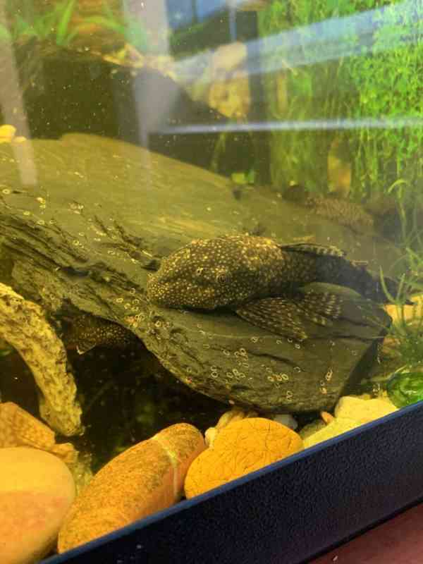 Ancistrus Krunýřovec - foto 1