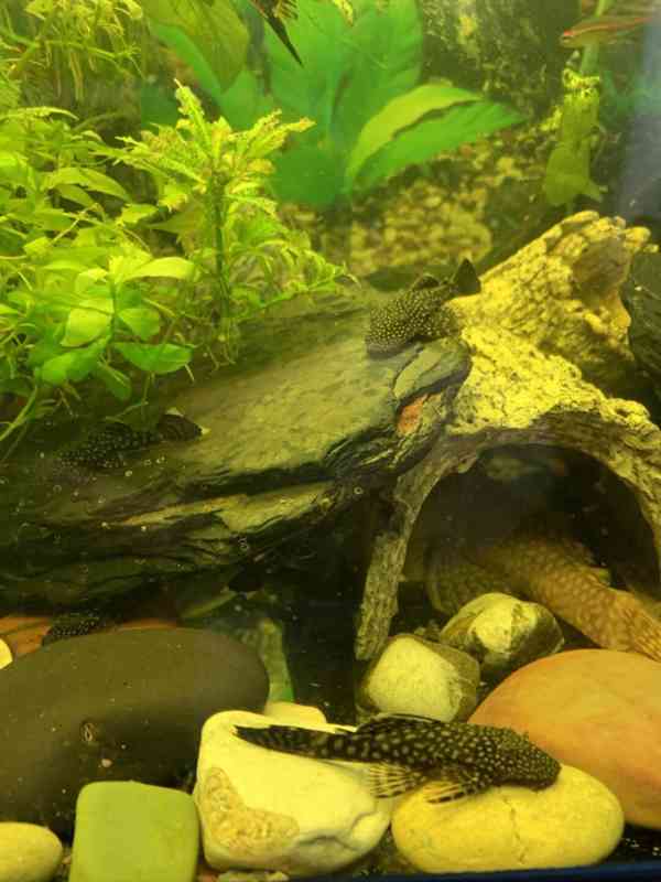 Ancistrus Krunýřovec - foto 5