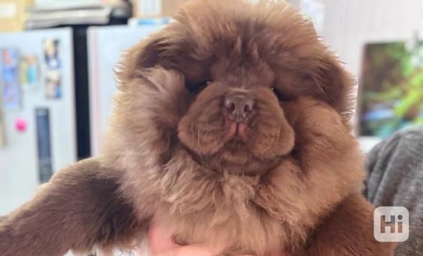Čokoládový chow chow pejsek - foto 1