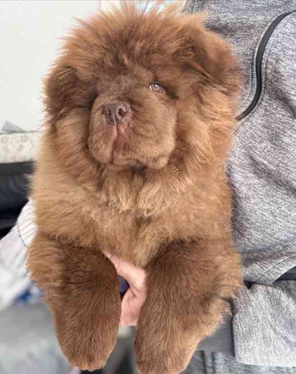 Čokoládový chow chow pejsek - foto 3