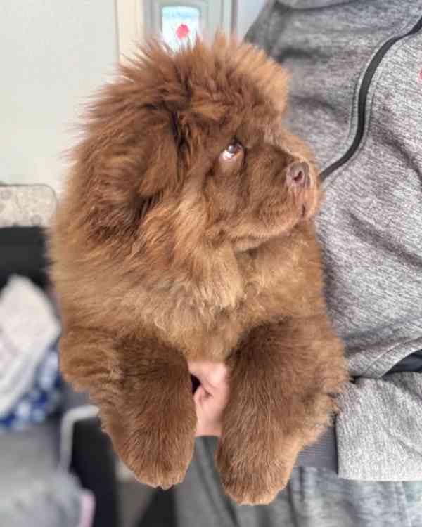 Čokoládový chow chow pejsek - foto 7