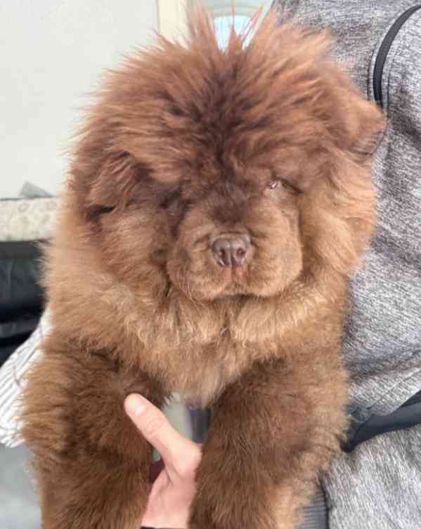 Čokoládový chow chow pejsek - foto 2