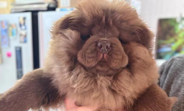 Čokoládový chow chow pejsek - foto 1