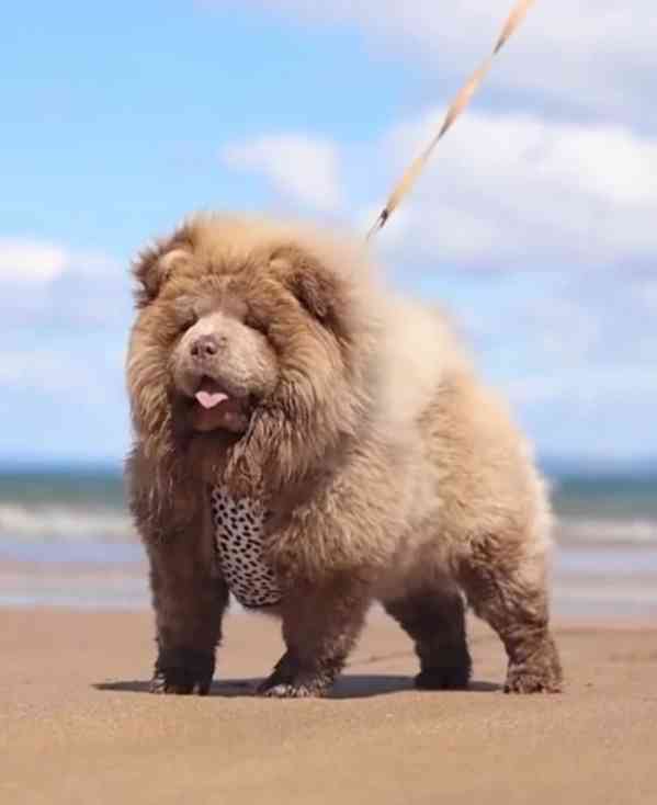 Čokoládový chow chow pejsek - foto 6