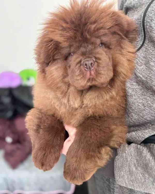 Čokoládový chow chow pejsek - foto 4
