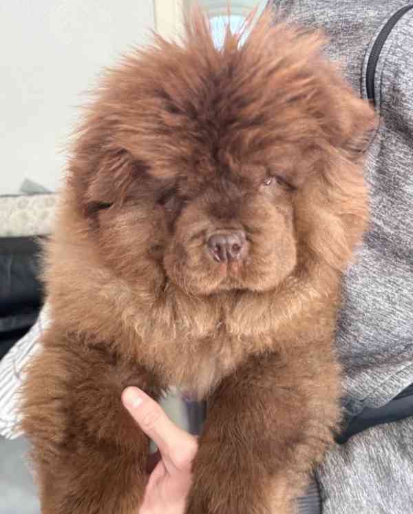 Čokoládový chow chow pejsek - foto 5