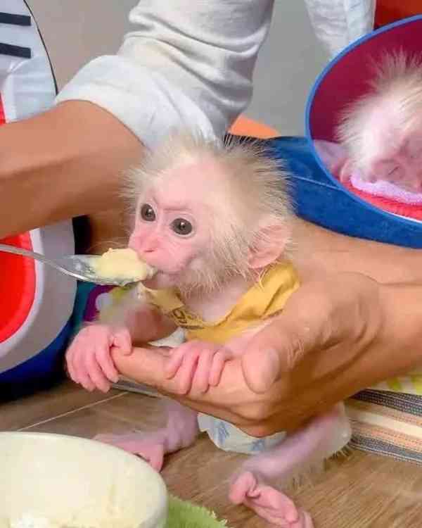 Kapucínská opice na prodej - foto 1